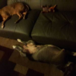 Meet your Posher, Hank